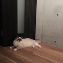 ラグドール ブルーポイントミテッド♂1才