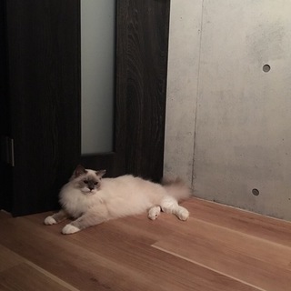 ラグドール ブルーポイントミテッド♂1才