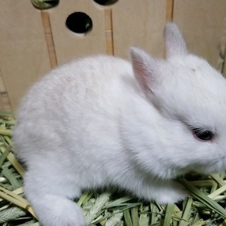 12/28産☆ネザーの赤ちゃん☆里親募集