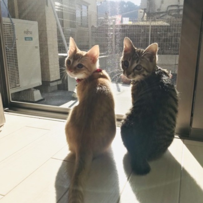 しまろのすけのカバー写真