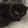 保護猫生後2ヶ月のくろもふちゃんです♪ サムネイル2