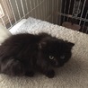 保護猫生後2ヶ月のくろもふちゃんです♪ サムネイル3