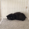 保護猫生後2ヶ月のくろもふちゃんです♪ サムネイル4