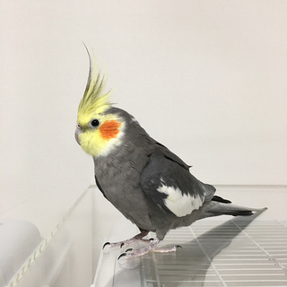 素敵な里親様決まりました。応募下さった皆様に感謝！