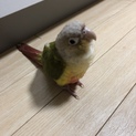 ウロコインコ、里親募集。
