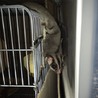 フクロモモンガ♀　4歳 サムネイル4