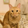 ユズ