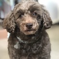 飼い主さん倒れ復帰絶望の茶々丸君助けて！