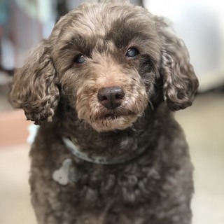 飼い主さん倒れ復帰絶望の茶々丸君助けて！