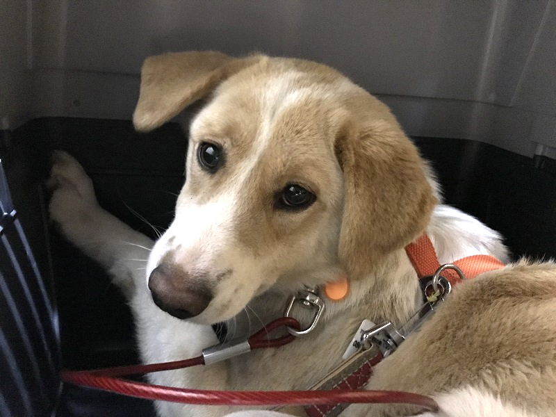 垂れ耳が可愛いもなかちゃん 東京都 犬の里親募集 31 ペットのおうち 月間利用者150万人
