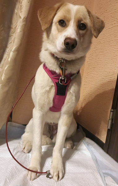 垂れ耳が可愛いもなかちゃん 東京都 犬の里親募集 31 ペットのおうち 月間利用者150万人