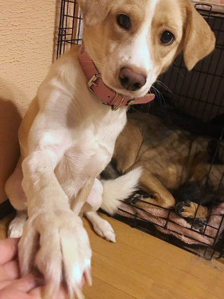 垂れ耳が可愛いもなかちゃん 東京都 犬の里親募集 31 ペットのおうち 月間利用者150万人