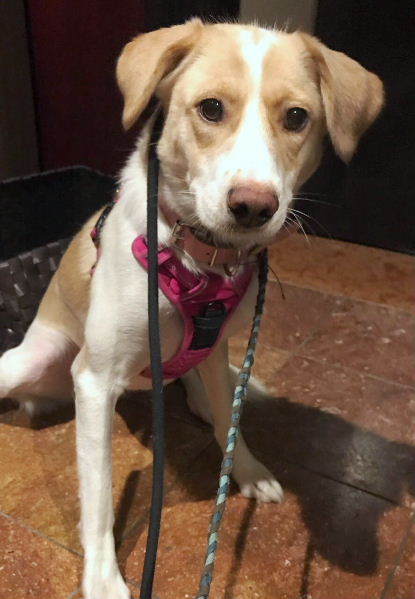 垂れ耳が可愛いもなかちゃん 東京都 犬の里親募集 31 ペットのおうち 月間利用者150万人