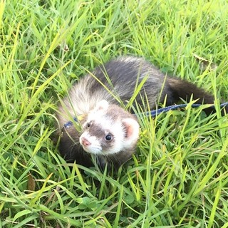 フェレットくんの里親募集！