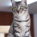 サバトラ子猫 シルバ君 里親募集中