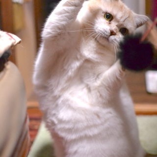 新しい家族を探しています！