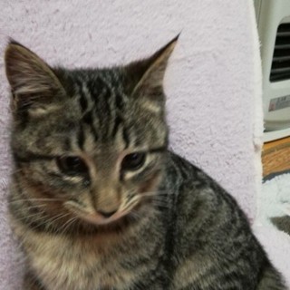 クレオパトララインの、綺麗な男の子ゲンちゃん3か月