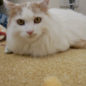 イケメン長毛男の子　ぽん太