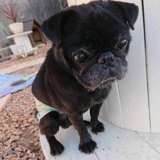 両目の見えない黒パグ