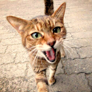 【キジ猫 約3～5歳メス】きなこ