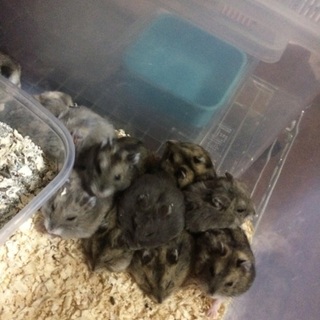 ジャンガリアン、ブルーサファイア