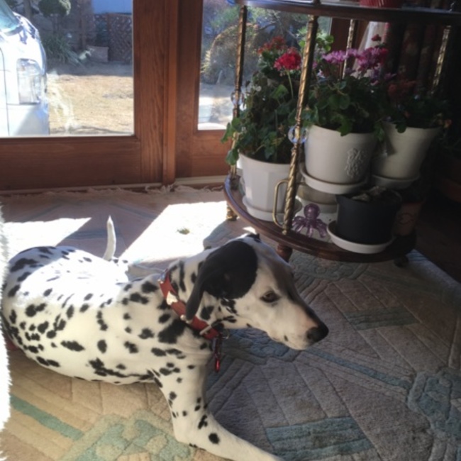 よしこ315のカバー写真