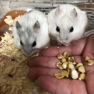 ジャンガリアンハムスター＊ホワイト 里親募集
