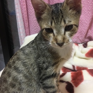 生後2カ月半 キジトラ 子猫 里親募集