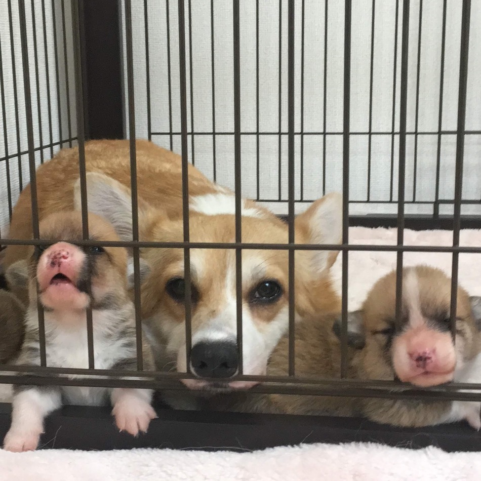 アルフのカバー写真