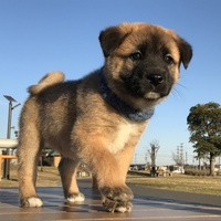 福丸