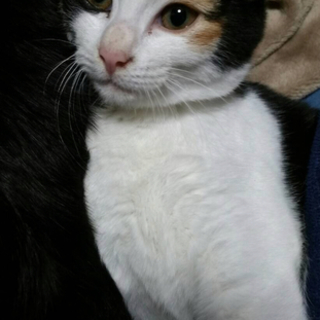 久留米市/三毛猫4ヶ月♀里親募集