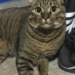 久留米市/黒猫♀、キジトラ♀里親募集