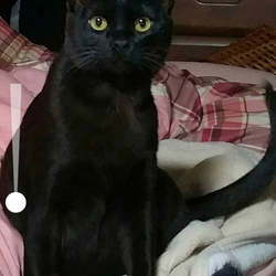 久留米市/黒猫♂里親募集