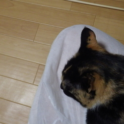 お耳(右耳)に うさちゃん ? のような模様