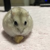 haroro