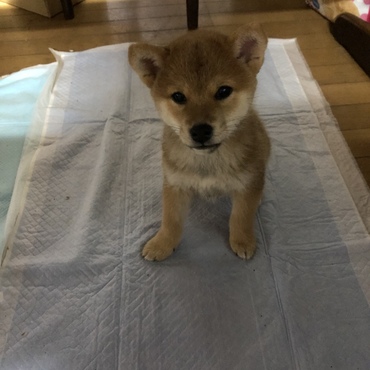 トイレって何？っという状況（笑）