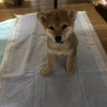 トイレって何？っという状況（笑）