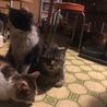 実家