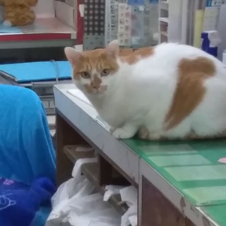 急募