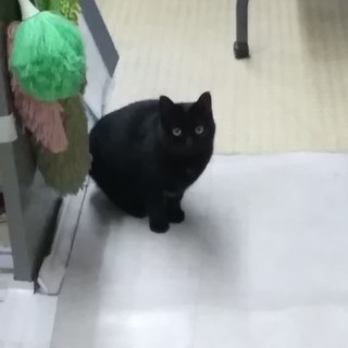 急募