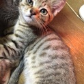 子猫