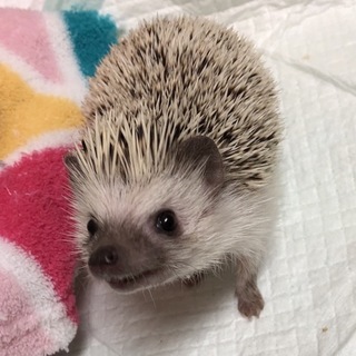 ハリネズミ大切に育てていただける方