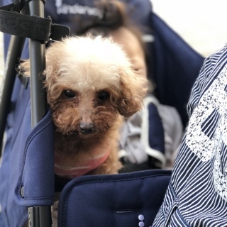 甘えん坊のマロン☆