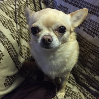 わんぱくチワワ  カプチーノ