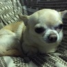 わんぱくチワワ  カプチーノ サムネイル2