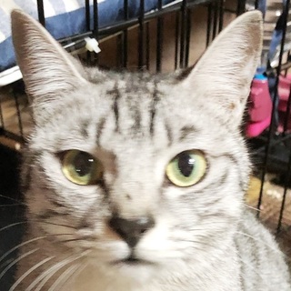 ちょっぴり遠慮しがちにあまえんぼなサバトラの男の子