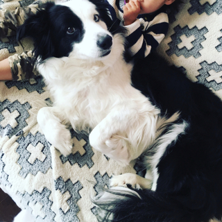 ボーダーコリー オス 5才