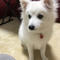 日本スピッツの子犬