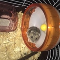 ハムスター♀