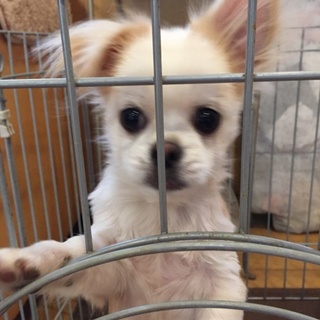 元気なチワペキ